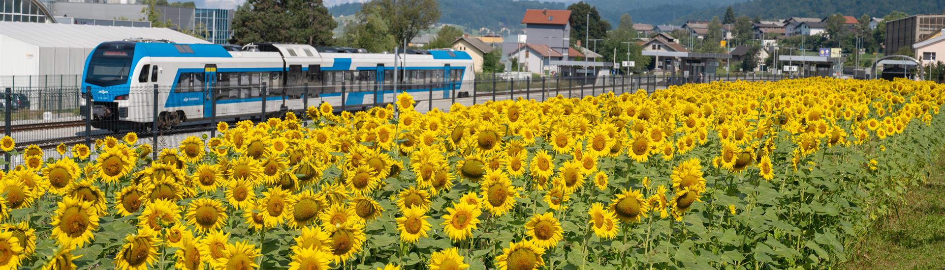 Sončnice na železniški postaji 