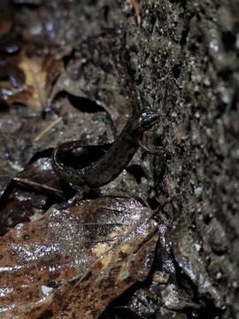 Samec navadnega pupka med selitvijo preko ceste.