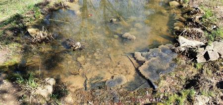 5 Mresti rjavih žab - sekulje in rosnice, v mlaki za Žabjo hišo