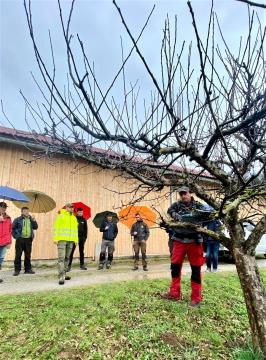 11 Prikaz obrezovanja sadnega drevja, 25. marec 2023