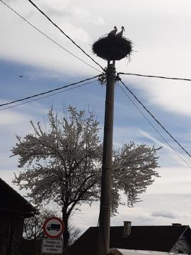 Štorklje na Malem Mlačevem