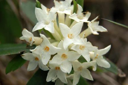 Daphne_blagayana