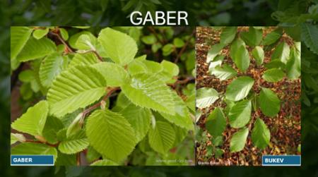 GABER