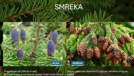 SMREKA_JELKA