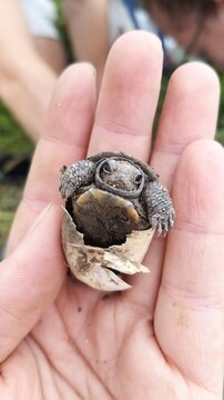 Mladič močvirske sklednice (Foto: Ana Skledar)