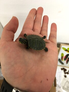 Mladič rumenovratke (Foto: Pia Golob)