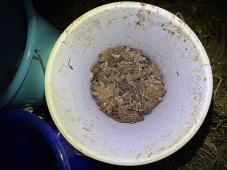 Vedro z rjavimi žabami (Foto: Pia Golob)