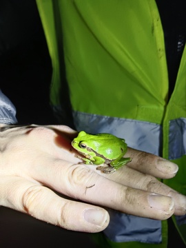 Zelena rega, ki je bila najdena ob začasni ograji. (Foto: Ana Skledar)