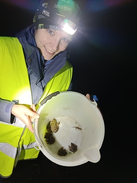 Različne vrste dvoživk, najdenih ob začasni ograji. (Foto: Ana Skledar)