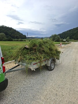 Odstranjena ambrozija 