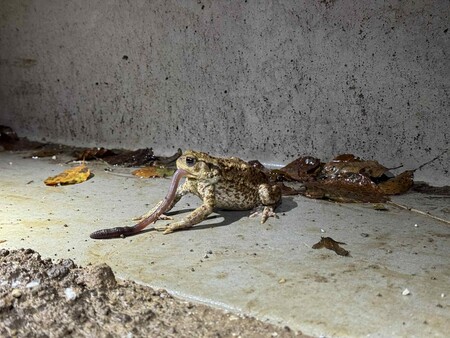 4 Navadna krastača med hranjenjem pri ograji 