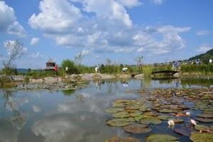 7_log_pod_vasjo_cerovo