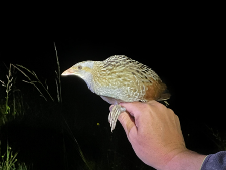 Kosec, foto: Timotej Martini