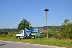 b_800_600_0_00_images_stories_Novice_2016_Storkljico_v_Ponovi_vasi_smo_opremili_z_GPS_sledilno_napravo_2