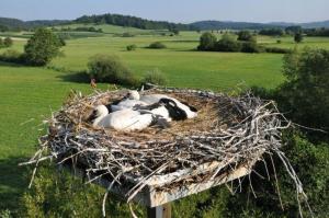 b_800_600_0_00_images_stories_Novice_2016_Storkljico_v_Ponovi_vasi_smo_opremili_z_GPS_sledilno_napravo_3