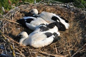 b_800_600_0_00_images_stories_Novice_2016_Storkljico_v_Ponovi_vasi_smo_opremili_z_GPS_sledilno_napravo_4