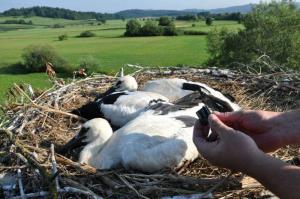 b_800_600_0_00_images_stories_Novice_2016_Storkljico_v_Ponovi_vasi_smo_opremili_z_GPS_sledilno_napravo_5