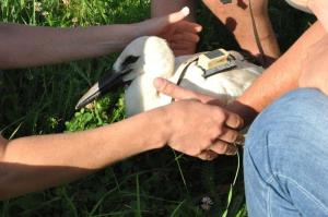 b_800_600_0_00_images_stories_Novice_2016_Storkljico_v_Ponovi_vasi_smo_opremili_z_GPS_sledilno_napravo_9b