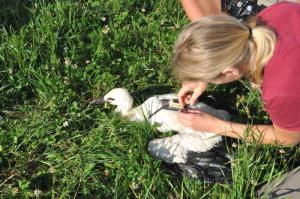 b_800_600_0_00_images_stories_Novice_2016_Storkljico_v_Ponovi_vasi_smo_opremili_z_GPS_sledilno_napravo_9f