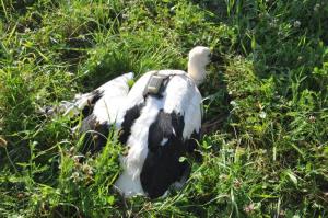 b_800_600_0_00_images_stories_Novice_2016_Storkljico_v_Ponovi_vasi_smo_opremili_z_GPS_sledilno_napravo_9g