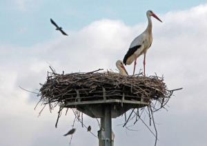 b_800_600_0_00_images_stories_Novice_2016_Ste_ze_opazili_kaksno_storkljo_2