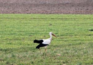 b_800_600_0_00_images_stories_Novice_2016_Ste_ze_opazili_kaksno_storkljo_3