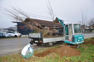 b_800_600_0_00_images_stories_Novice_2015_Podjetje_Avtotransporti_Kastelec_je_obcankam_in_obcanom_Grosuplja_podarilo_sadike_dreves_2