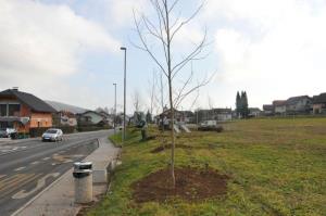 b_800_600_0_00_images_stories_Novice_2015_Podjetje_Avtotransporti_Kastelec_je_obcankam_in_obcanom_Grosuplja_podarilo_sadike_dreves_8