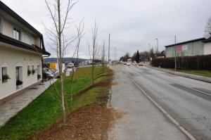 b_800_600_0_00_images_stories_Novice_2015_Podjetje_Avtotransporti_Kastelec_je_obcankam_in_obcanom_Grosuplja_podarilo_sadike_dreves_9m