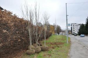 b_800_600_0_00_images_stories_Novice_2015_Podjetje_Avtotransporti_Kastelec_je_obcankam_in_obcanom_Grosuplja_podarilo_sadike_dreves_9o