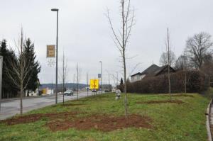 b_800_600_0_00_images_stories_Novice_2015_Podjetje_Avtotransporti_Kastelec_je_obcankam_in_obcanom_Grosuplja_podarilo_sadike_dreves_9r