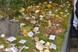 b_800_600_0_00_images_stories_Novice_2015_Razstava_gob_5