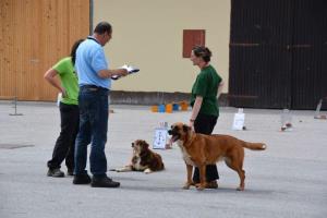 b_800_600_0_00_images_stories_Novice_2014_Drzavno_prvenstvo_psov_v_rally_obediencu_9