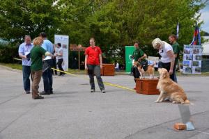 b_800_600_0_00_images_stories_Novice_2014_Drzavno_prvenstvo_psov_v_rally_obediencu_9a