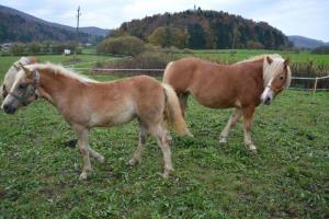 b_800_600_0_00_images_stories_Novice_2013_Tradicionalni_jesenski_pohod_po_Radenskem_polju_in_Martinov_sejem_9g