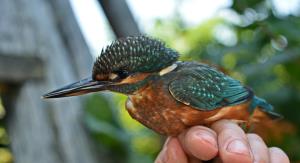 Vodomec, mlajši od enega leta (foto: Jožica Rus)